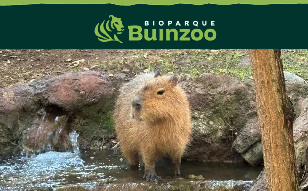 Buinzoo